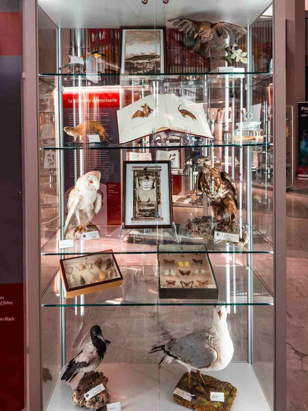 Sezione dedicata agli animali nel Museo Scientifico a Sassari